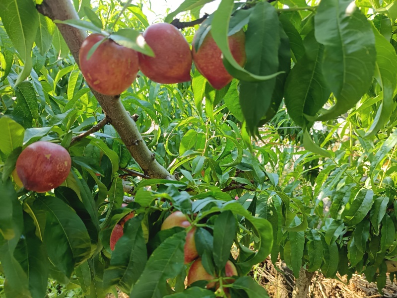 攀枝花米易，普威，油桃，