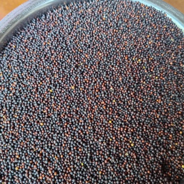 油莱籽
