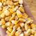 玉米厂家大量现货玉米玉米粒二级玉米