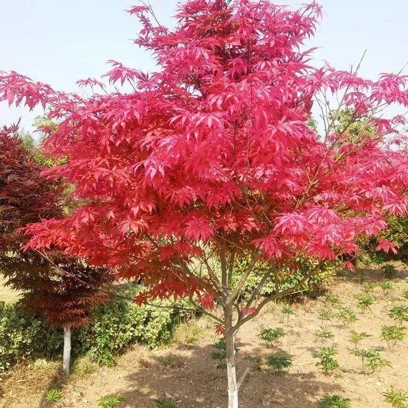 红枫树苗四季中国红庭院绿化正宗美国日本红枫红舞姬盆栽园林