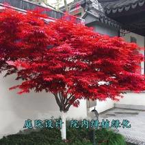红枫树苗四季中国红庭院绿化正宗美国日本红枫红舞姬盆栽园林