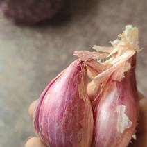 云南紫皮葱头，可吃可做种子，量大可咨询