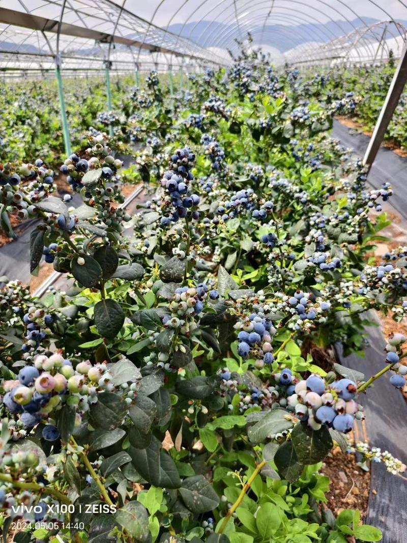 出售精品蓝莓壮苗四年生，绿宝石，春高，珠宝各2000棵