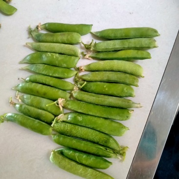 豌豆荚，长寿仁市场货大量供应有需要的老板可以联系我
