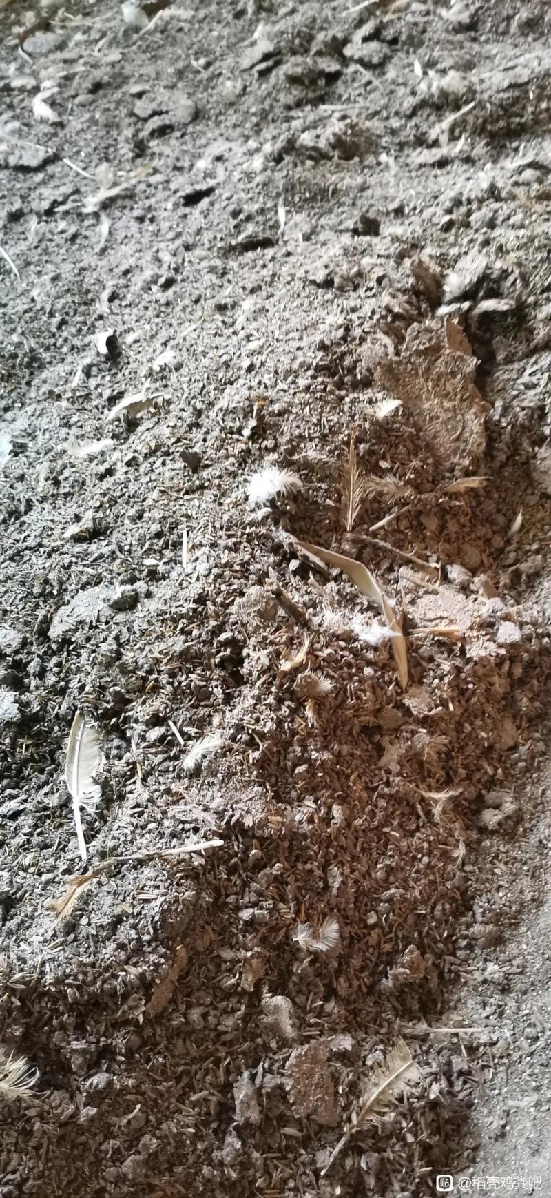 【推荐】干鸡粪，合适各种瓜果蔬菜货源充足