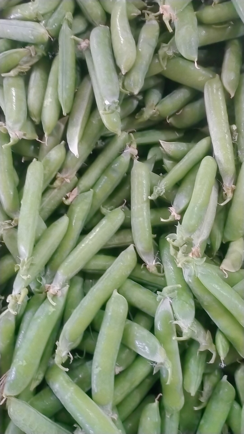 豌豆荚，长寿仁市场货大量供应有需要的老板可以联系我