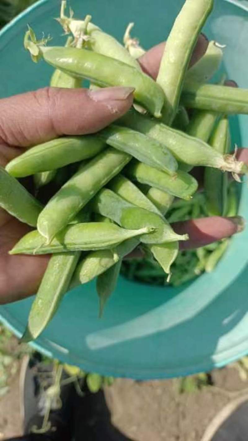 豌豆荚，长寿仁市场货大量供应有需要的老板可以联系我
