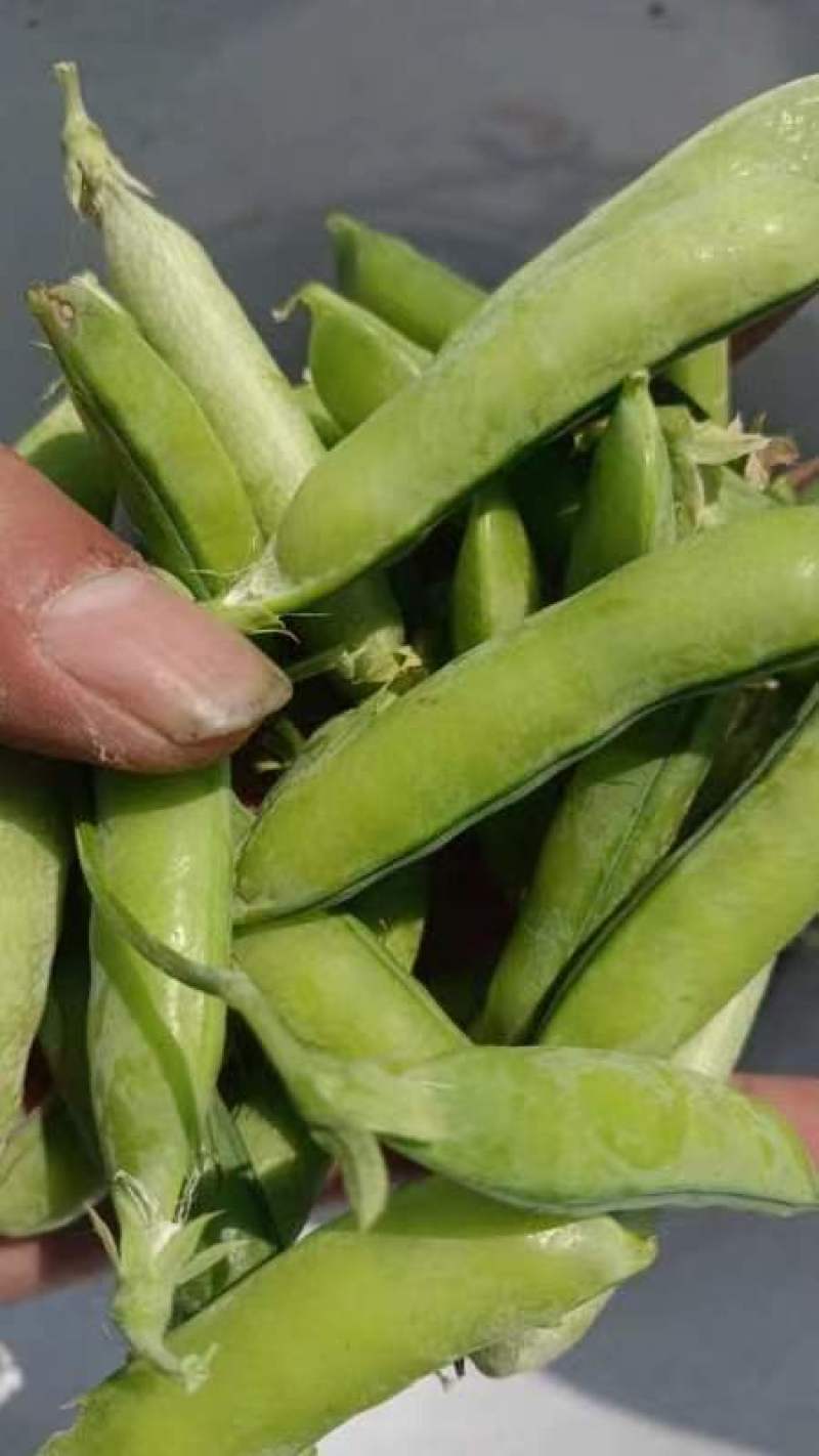 豌豆荚，长寿仁市场货大量供应有需要的老板可以联系我