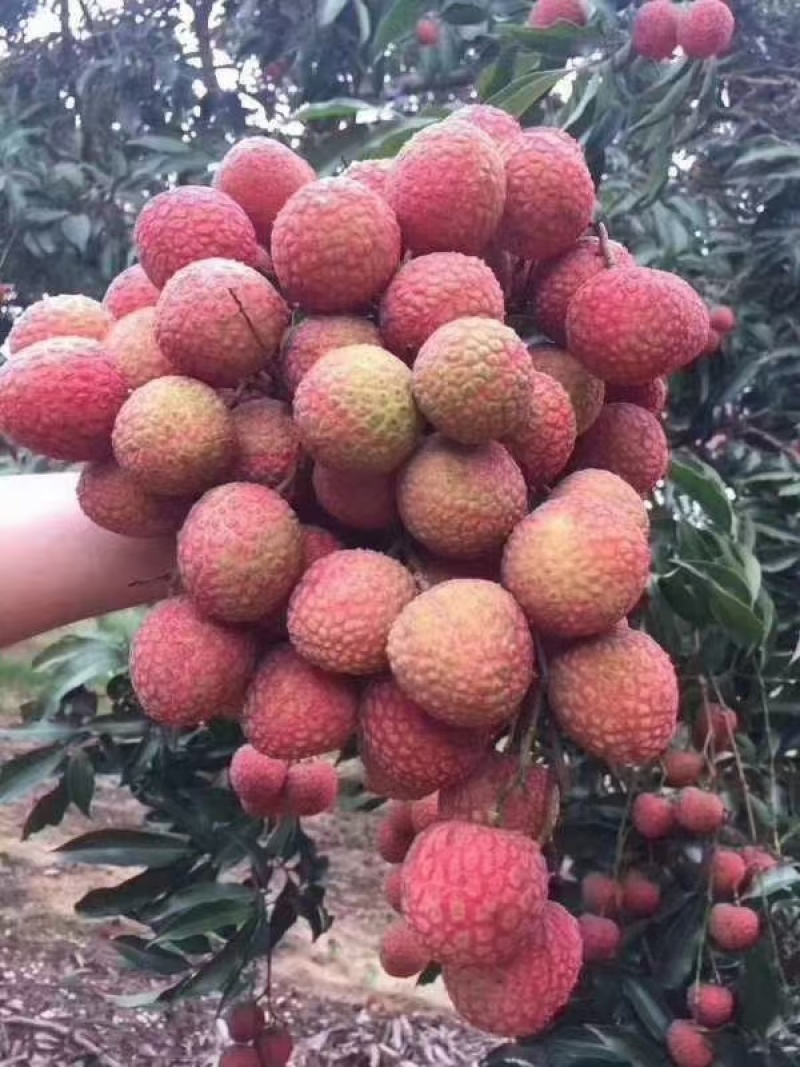 白糖罂