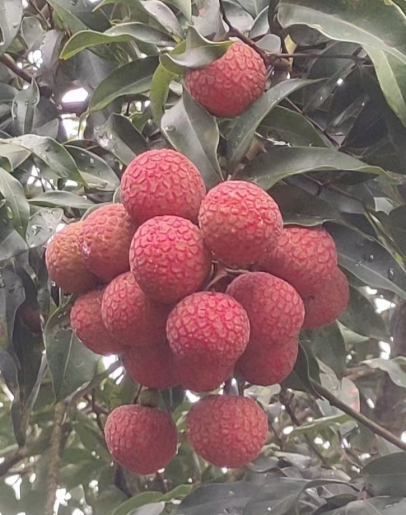 白糖罂