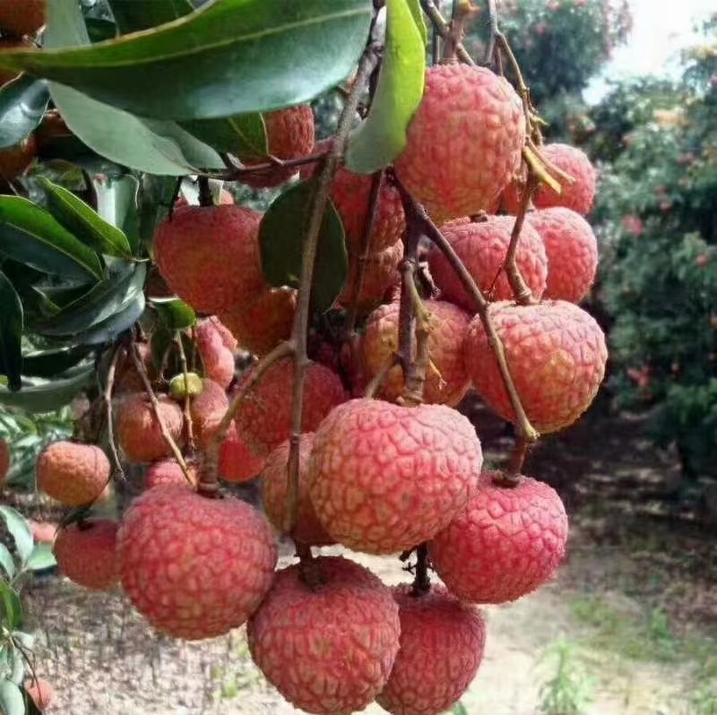 白糖罂
