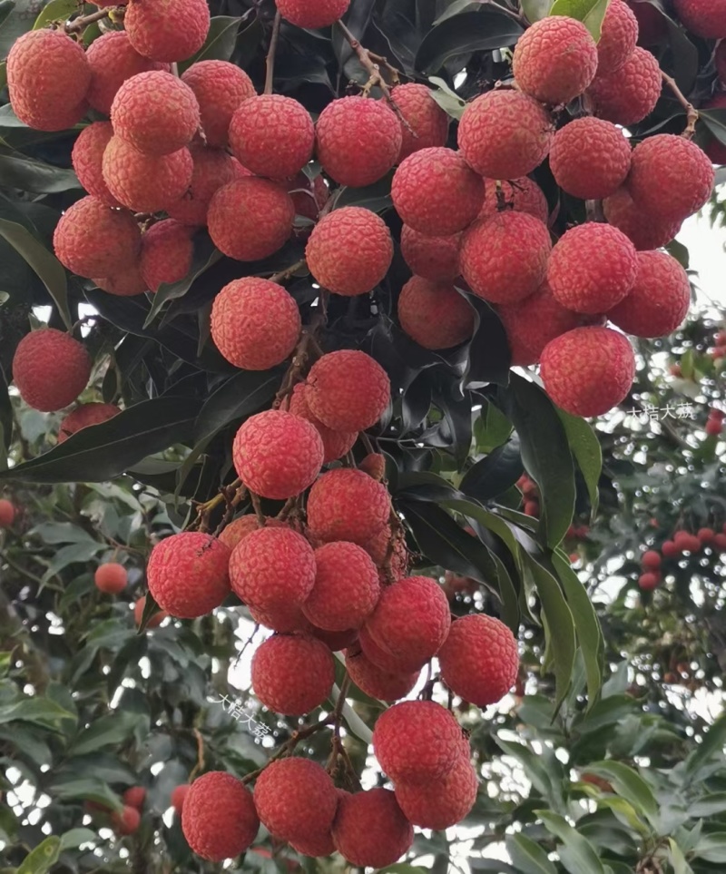白糖罂