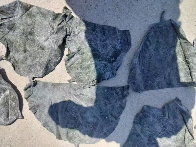海带头展会地摊电商海带皮盐渍海带头海带干海带丝海带