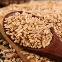 燕麦厂家现货供应燕麦燕麦米新燕麦米全国发货