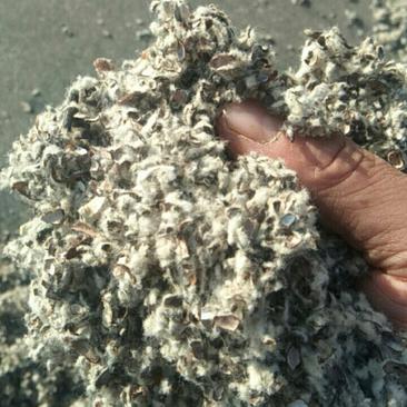 棉籽壳厂家现货供应中绒中壳棉籽壳中壳长绒棉籽壳厂家