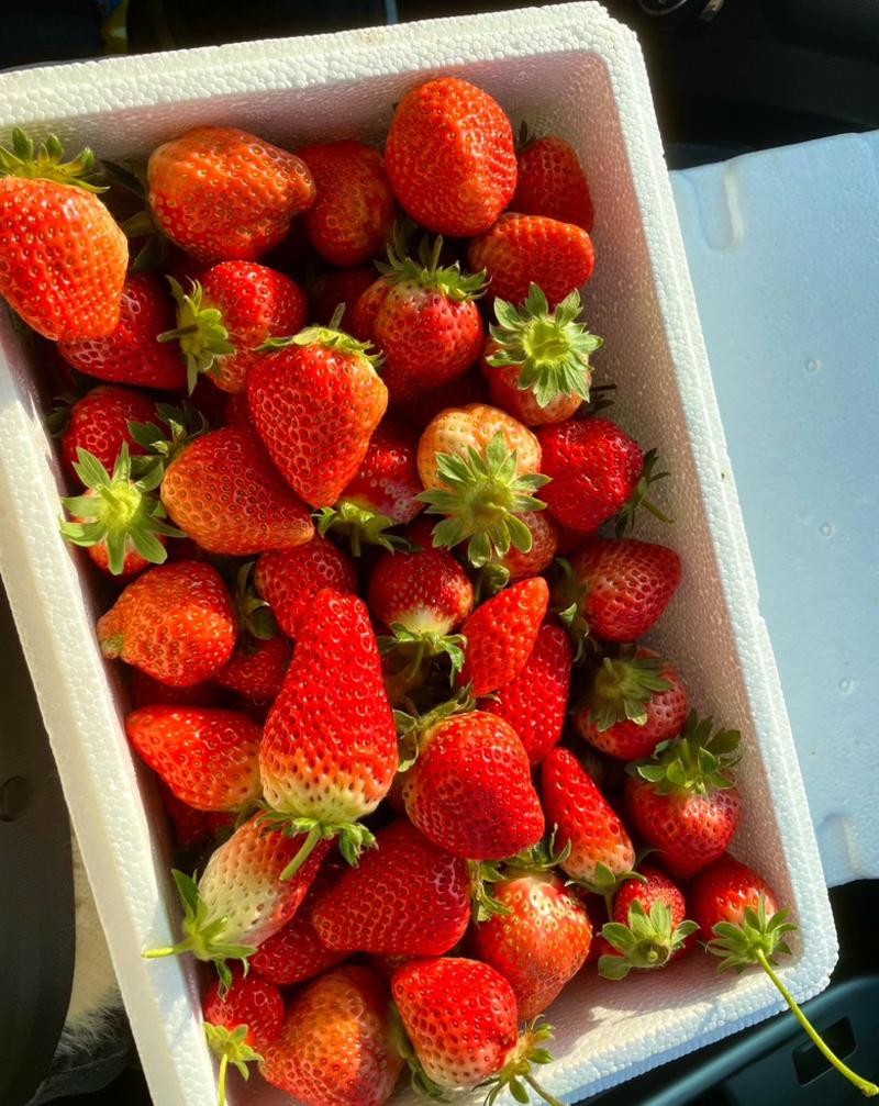 云南夏季商用草莓新鲜采摘