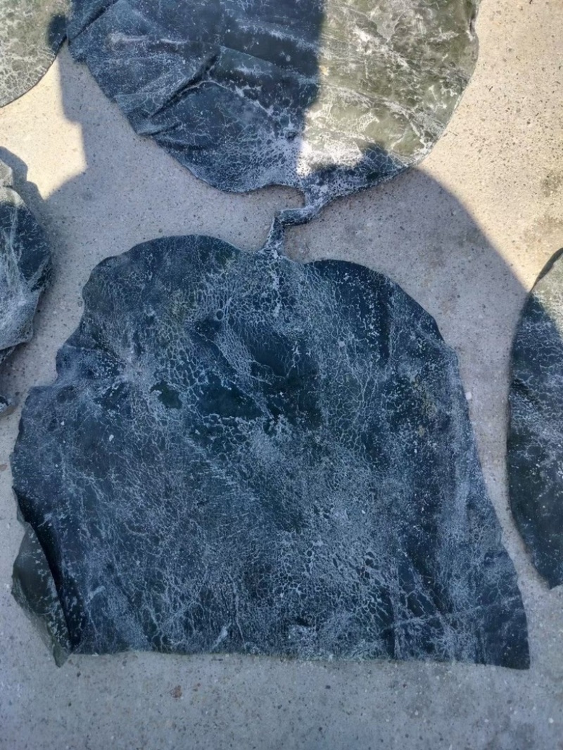 海带头展会地摊电商海带皮盐渍海带头海带干海带丝