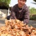 井冈山日晒干货精品自然嫩笋干笋尖原产地春笋干野生自制玉兰