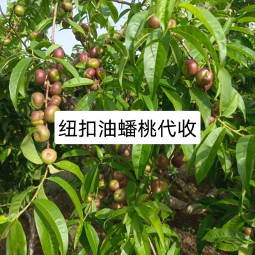 河北广宗县王明权代收油蟠桃