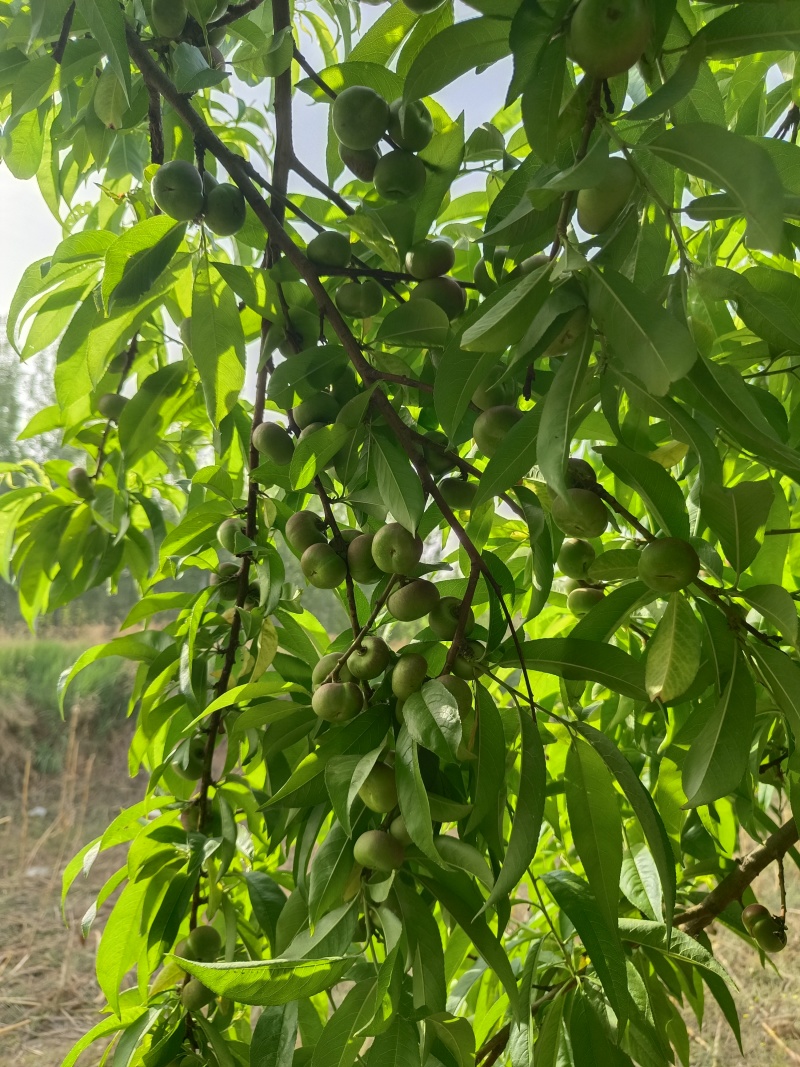 河北广宗县王明权代收油蟠桃