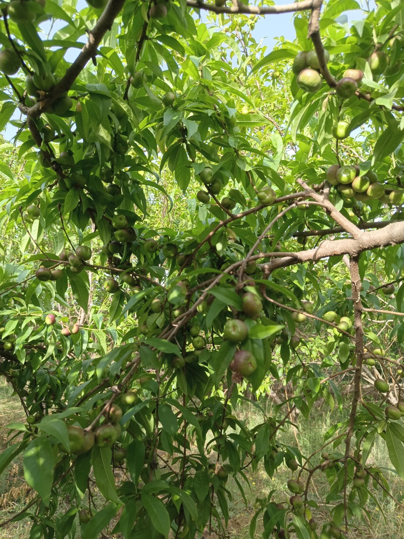 河北广宗县王明权代收油蟠桃