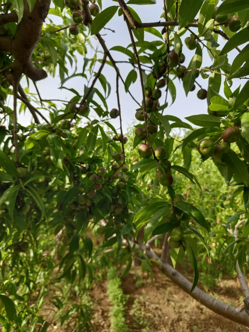 河北广宗县王明权代收油蟠桃