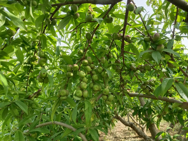河北广宗县王明权代收油蟠桃