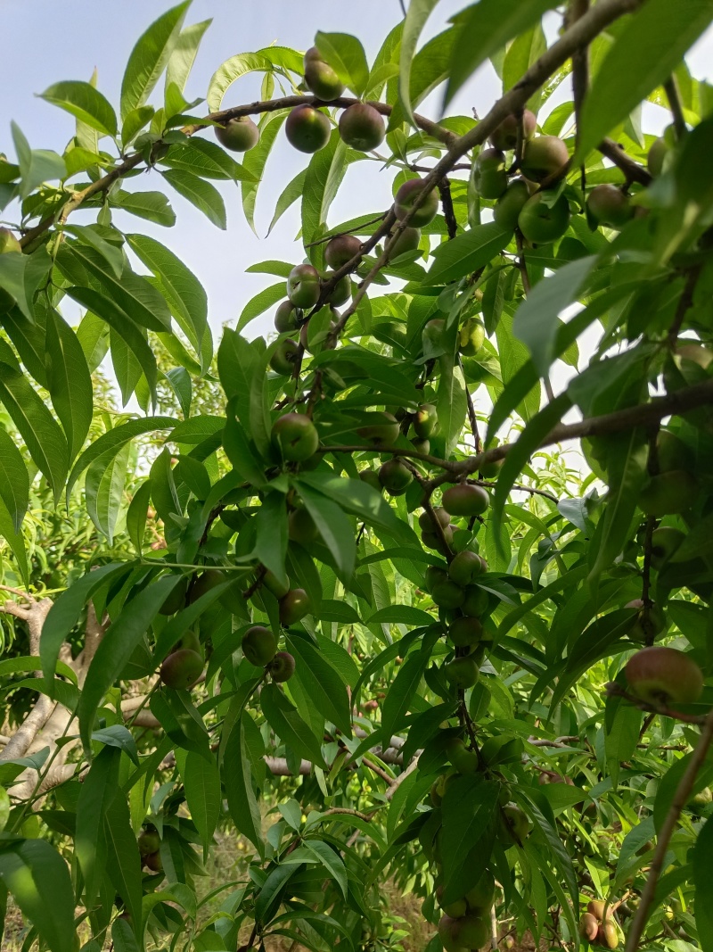 河北广宗县王明权代收油蟠桃