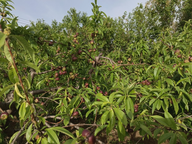 河北广宗县王明权代收油蟠桃