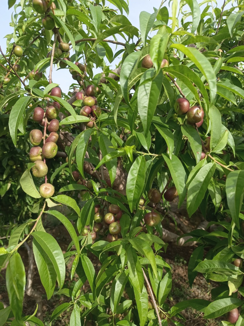 河北广宗县王明权代收油蟠桃