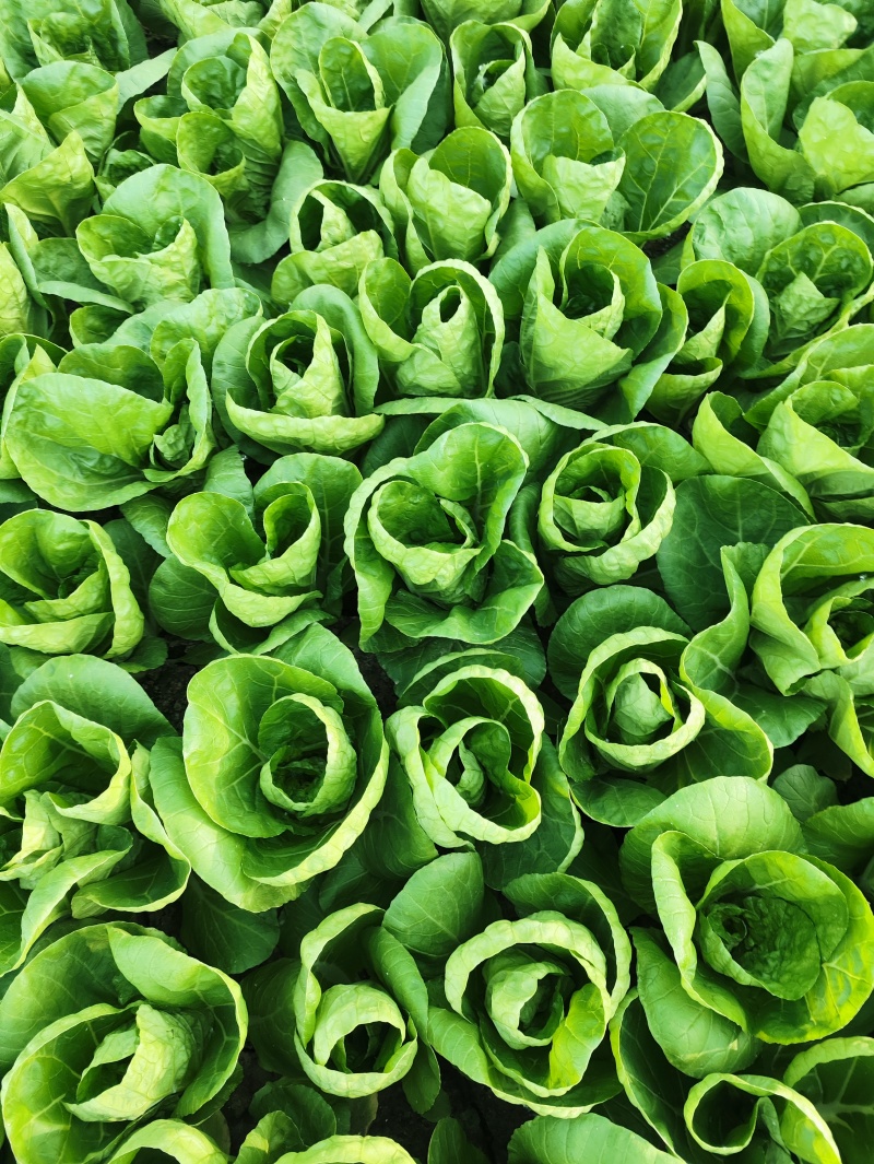 精品快菜（北京本地）