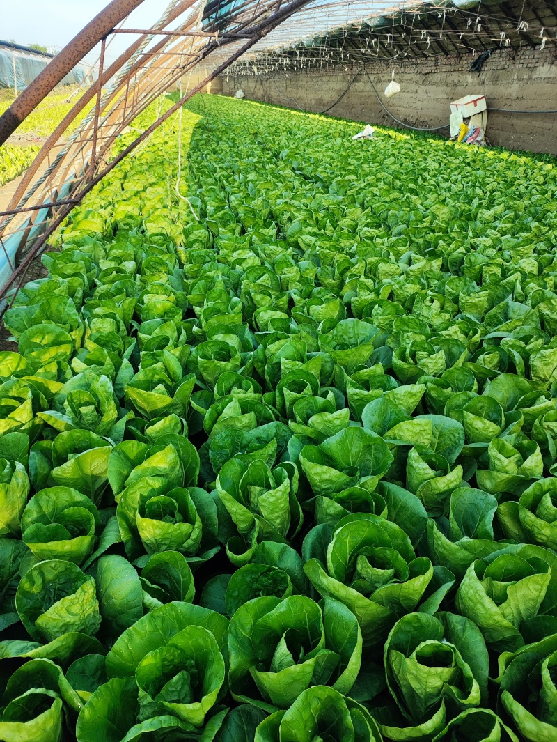 精品快菜（北京本地）