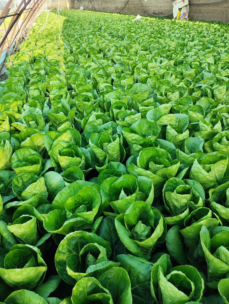 精品快菜（北京本地）