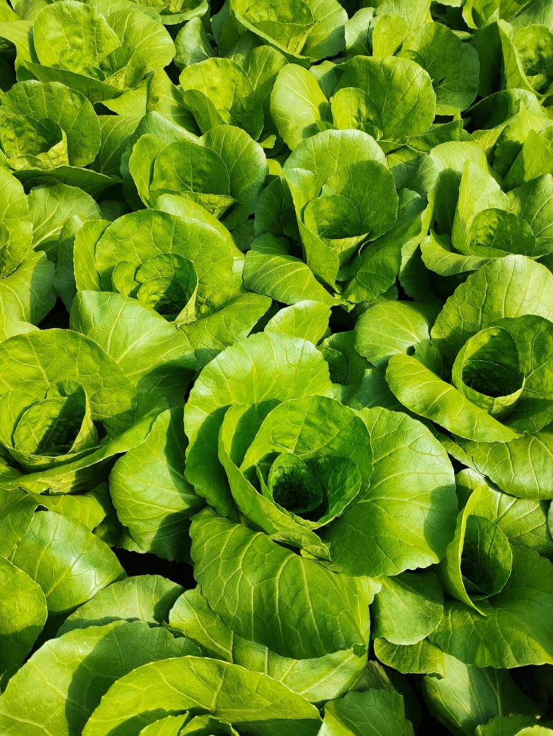 精品快菜（北京本地）