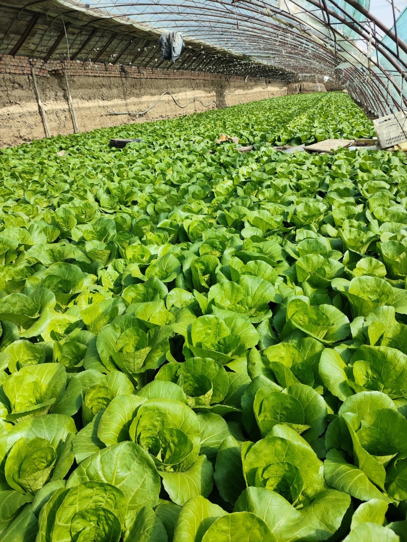 精品快菜（北京本地）