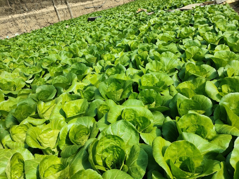 精品快菜（北京本地）