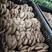 蘑菇黑蘑菇，一手货源，品质保证，全国发货