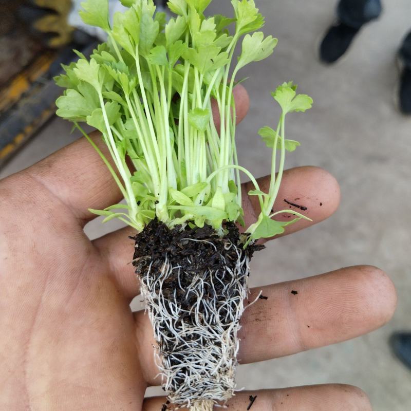 精品黄心香芹，白雪芹菜，带土发货，苗好抗病，物流方便