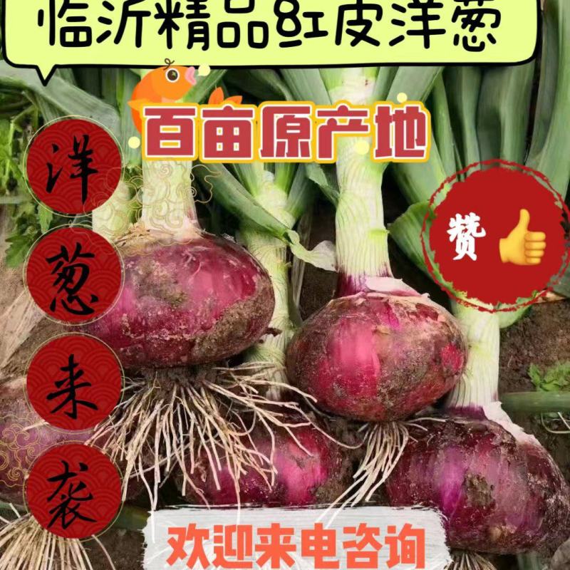 山东洋葱，〔精选〕郯城紫皮洋葱，产地现货，可视频看货订价