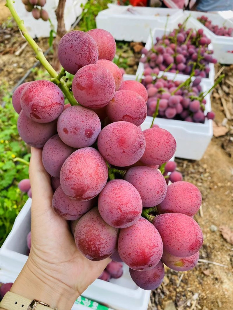 云南精品妮娜皇后葡萄，一手货源，品种齐全，价格便宜，视频看货