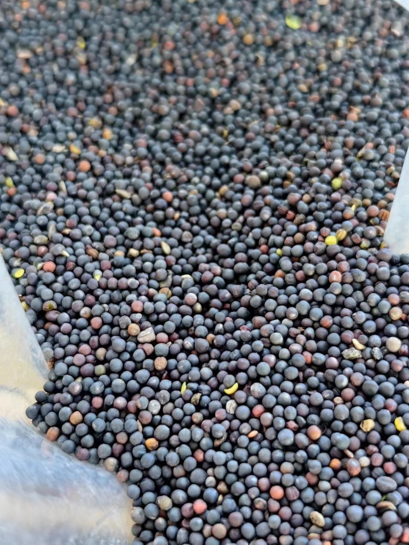 油菜籽