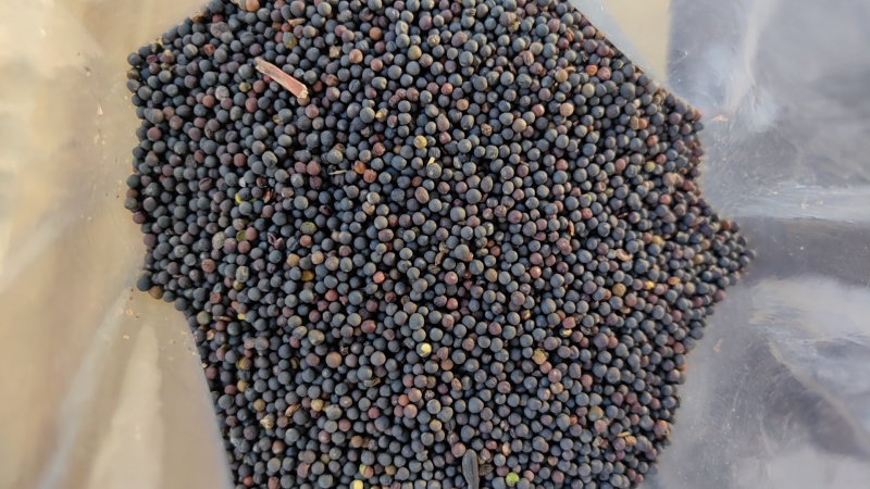油菜籽