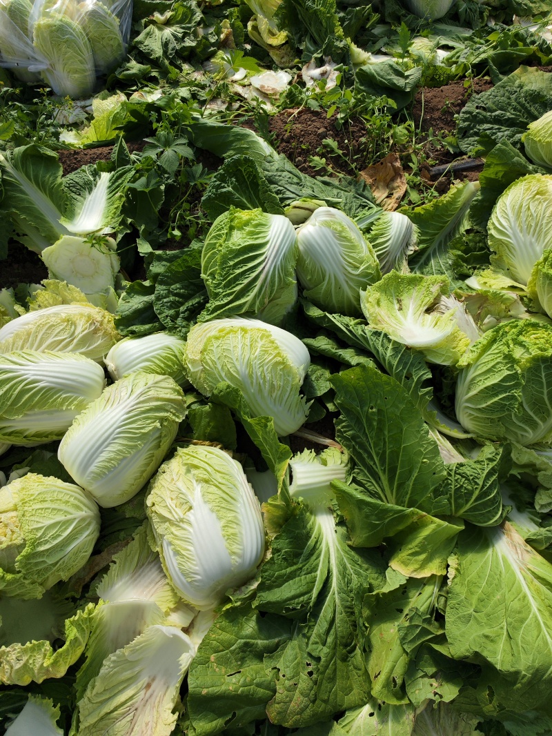 大量供应黄心大白菜