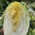 大量供应黄心大白菜