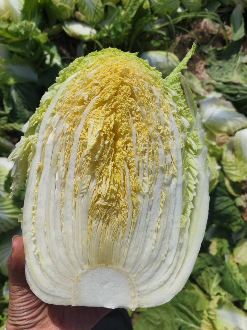 大量供应黄心大白菜