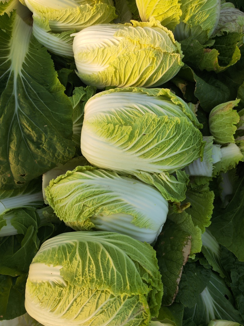 大量供应黄心大白菜