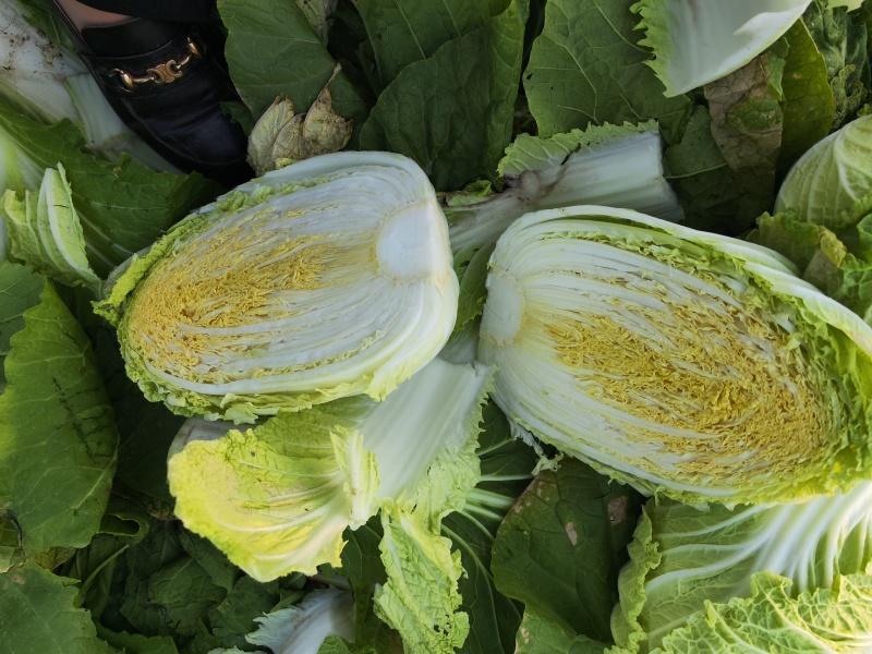 大量供应黄心大白菜