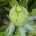 大量供应黄心大白菜