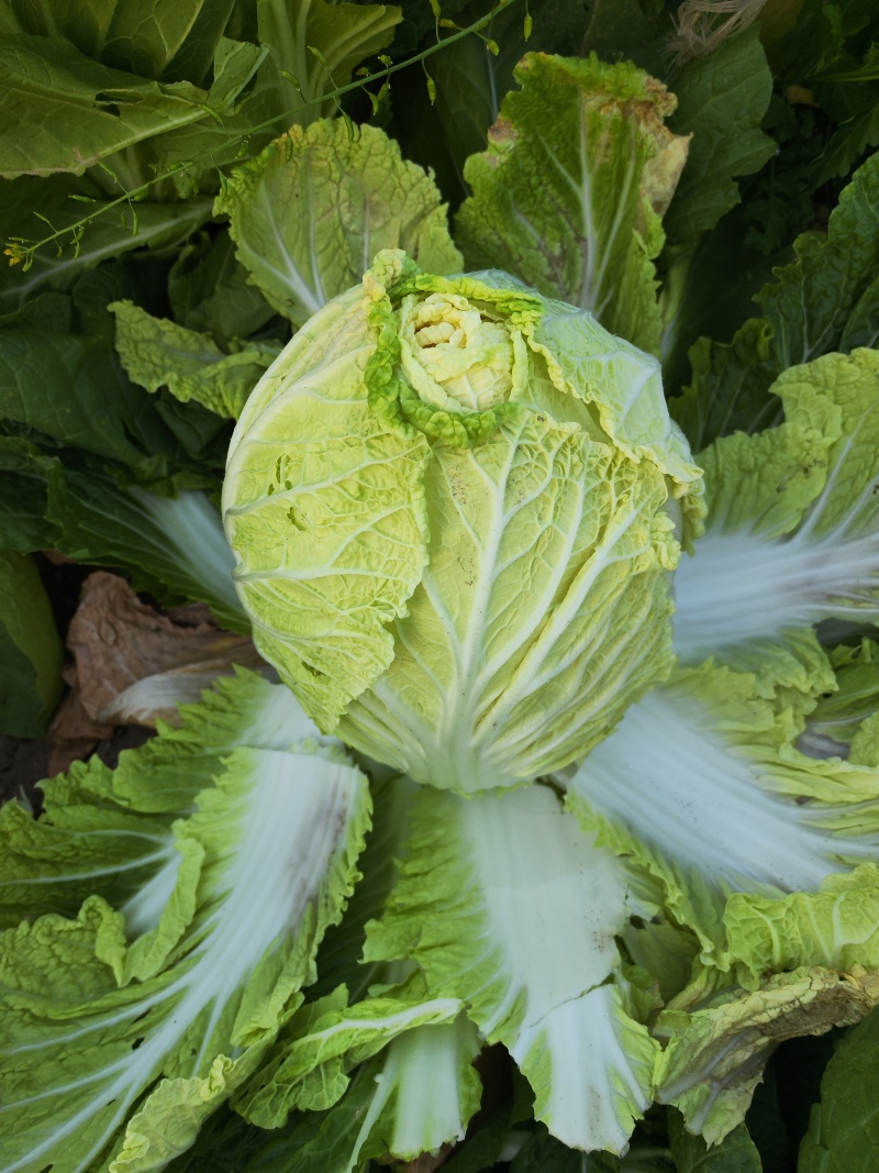 大量供应黄心大白菜