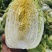 大量供应黄心大白菜